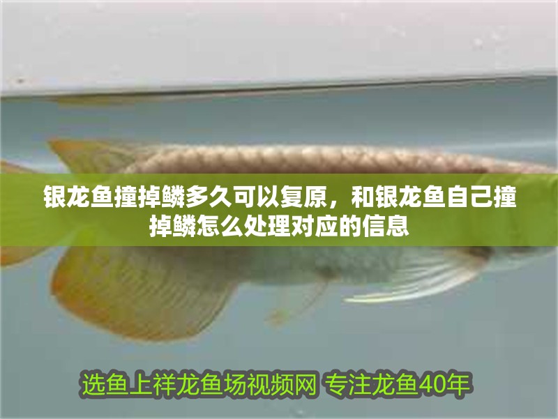 銀龍魚撞掉鱗多久可以復原，和銀龍魚自己撞掉鱗怎么處理對應的信息