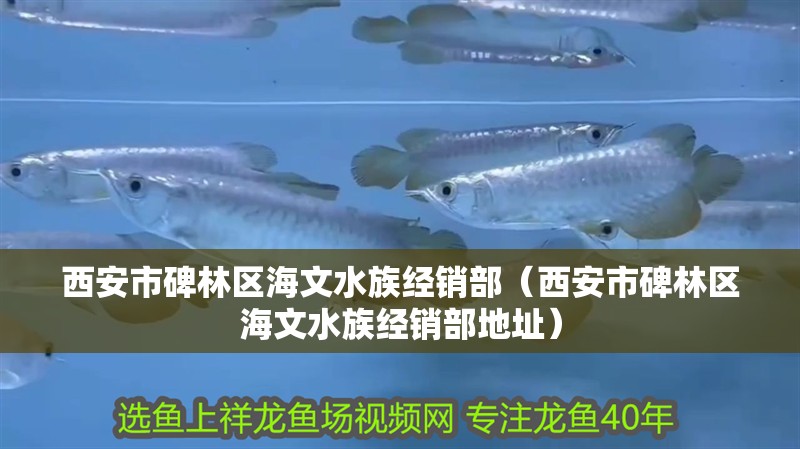 西安市碑林區(qū)海文水族經(jīng)銷部（西安市碑林區(qū)海文水族經(jīng)銷部地址）