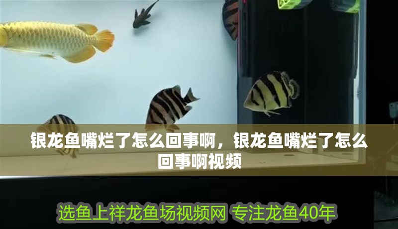銀龍魚嘴爛了怎么回事啊，銀龍魚嘴爛了怎么回事啊視頻