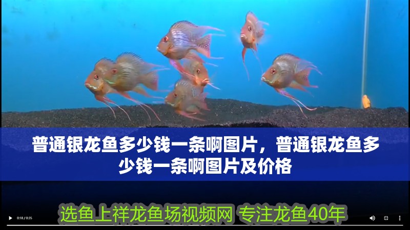 普通銀龍魚多少錢一條啊圖片，普通銀龍魚多少錢一條啊圖片及價格