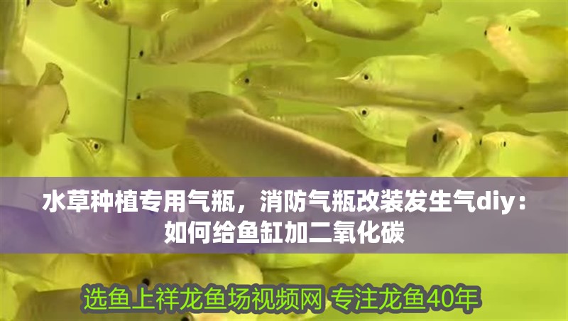 水草種植專用氣瓶，消防氣瓶改裝發生氣diy：如何給魚缸加二氧化碳