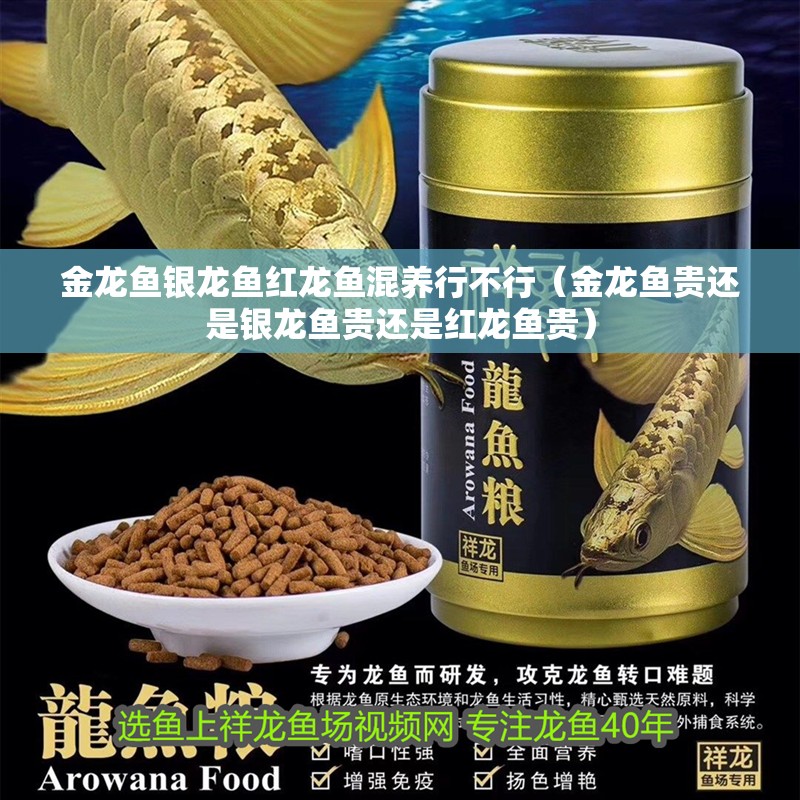 金龍魚銀龍魚紅龍魚混養(yǎng)行不行（金龍魚貴還是銀龍魚貴還是紅龍魚貴）