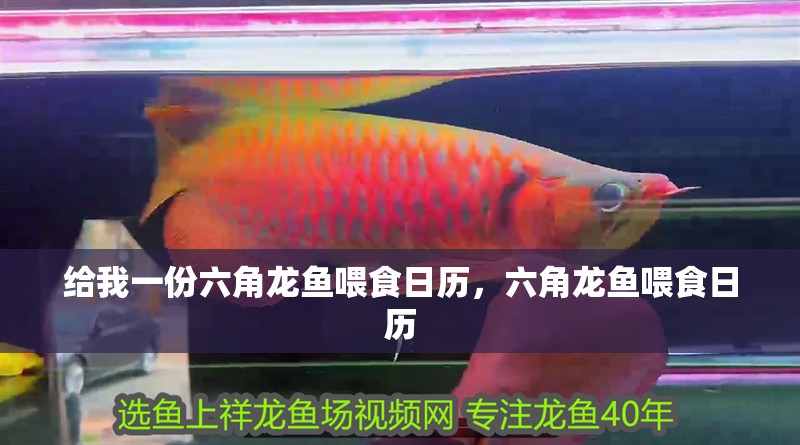 給我一份六角龍魚喂食日歷，六角龍魚喂食日歷
