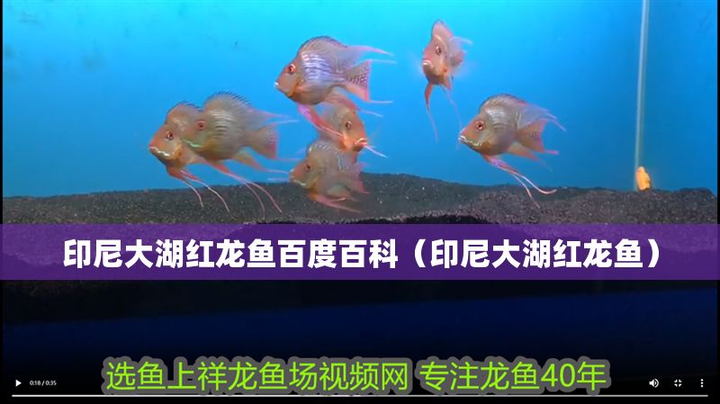 印尼大湖紅龍魚百度百科（印尼大湖紅龍魚）