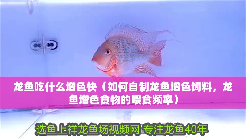 龍魚吃什么增色快（如何自制龍魚增色飼料，龍魚增色食物的喂食頻率）