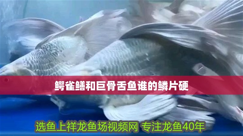 鱷雀鱔和巨骨舌魚誰的鱗片硬