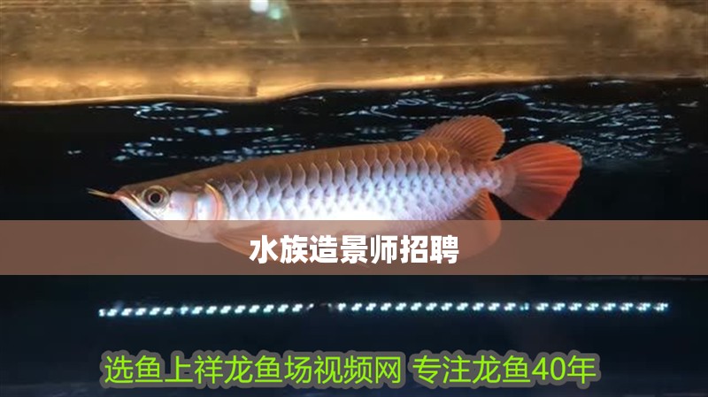 水族造景師招聘