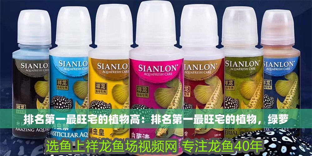 排名第一最旺宅的植物高：排名第一最旺宅的植物，綠蘿