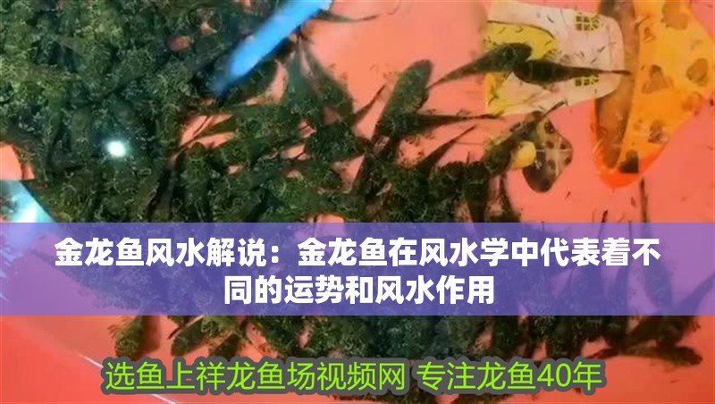 金龍魚風水解說：金龍魚在風水學中代表著不同的運勢和風水作用