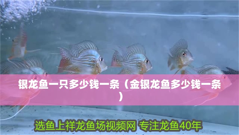銀龍魚一只多少錢一條（金銀龍魚多少錢一條）