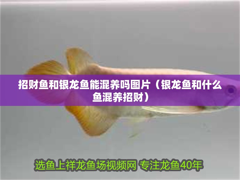 招財魚和銀龍魚能混養嗎圖片（銀龍魚和什么魚混養招財）
