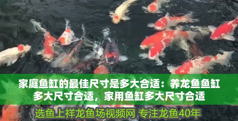 家庭魚(yú)缸的最佳尺寸是多大合適：養(yǎng)龍魚(yú)魚(yú)缸多大尺寸合適，家用魚(yú)缸多大尺寸合適