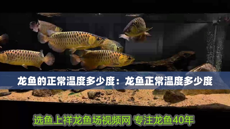 龍魚的正常溫度多少度：龍魚正常溫度多少度