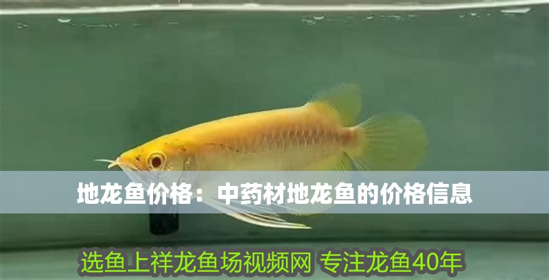地龍魚(yú)價(jià)格：中藥材地龍魚(yú)的價(jià)格信息