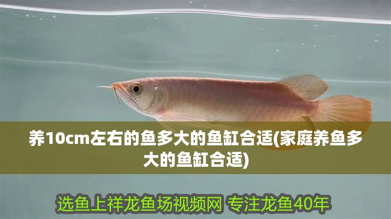 養10cm左右的魚多大的魚缸合適(家庭養魚多大的魚缸合適)