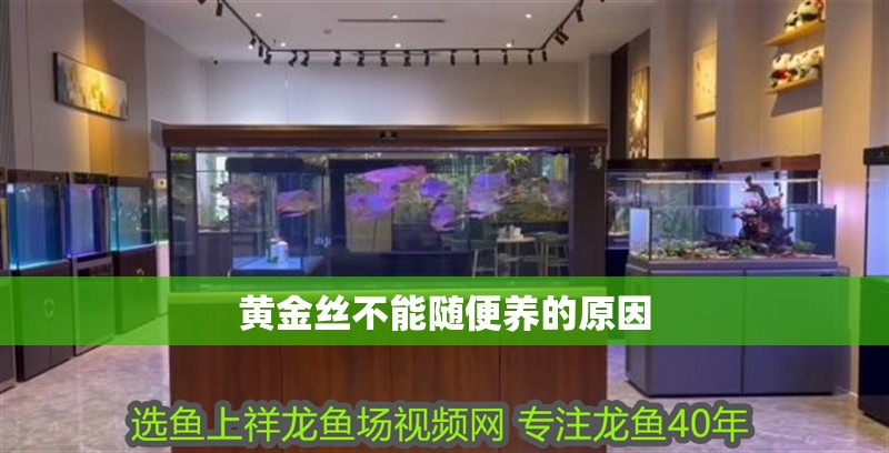 黃金絲不能隨便養的原因