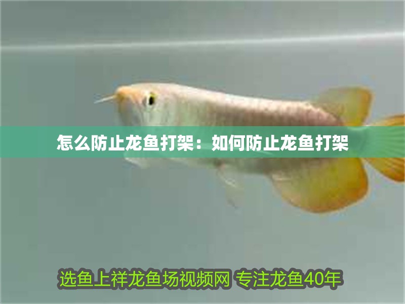 怎么防止龍魚打架：如何防止龍魚打架
