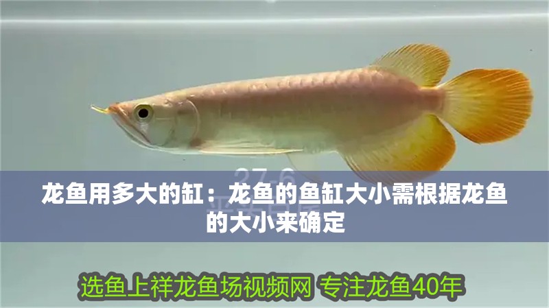 龍魚用多大的缸：龍魚的魚缸大小需根據龍魚的大小來確定