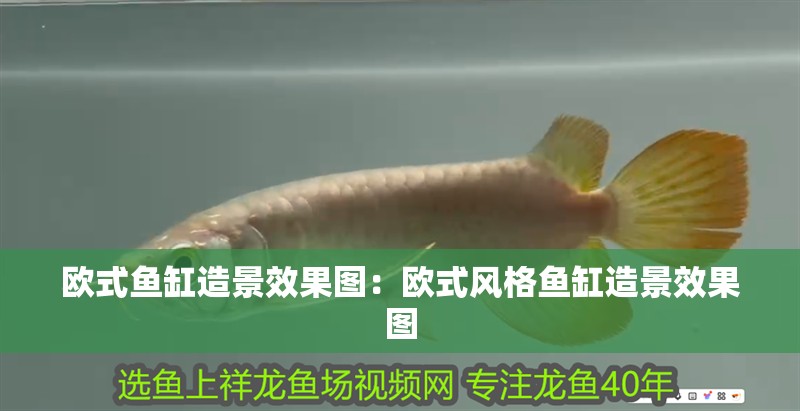 歐式魚缸造景效果圖：歐式風(fēng)格魚缸造景效果圖