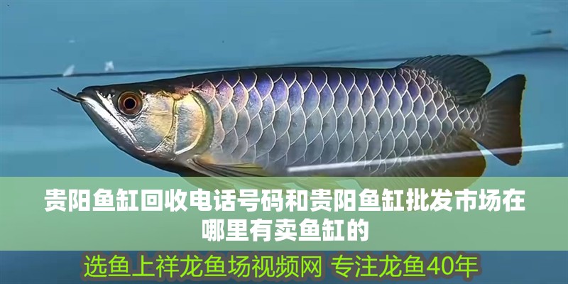 貴陽魚缸回收電話號碼和貴陽魚缸批發市場在哪里有賣魚缸的