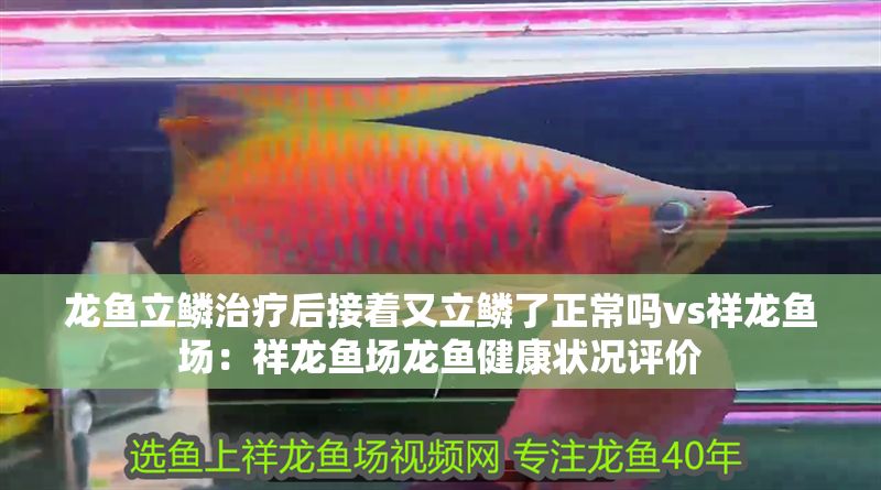 龍魚立鱗治療后接著又立鱗了正常嗎vs祥龍魚場：祥龍魚場龍魚健康狀況評價