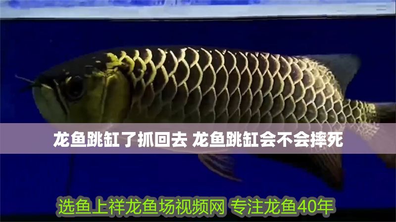 龍魚跳缸了抓回去 龍魚跳缸會不會摔死