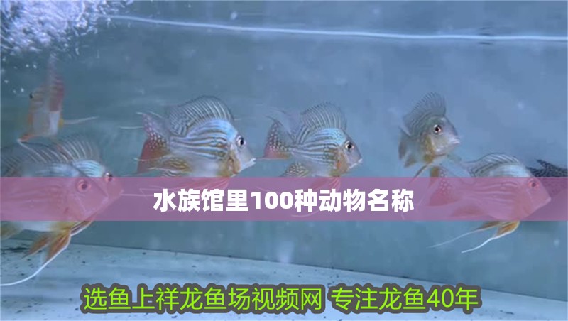 水族館里100種動(dòng)物名稱