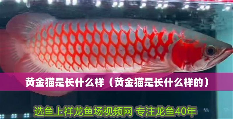 黃金貓是長什么樣（黃金貓是長什么樣的）