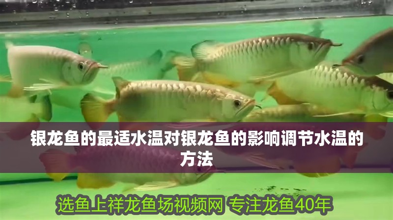 銀龍魚的最適水溫對銀龍魚的影響調節水溫的方法