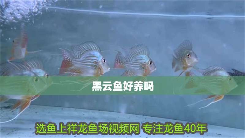 黑云魚好養嗎