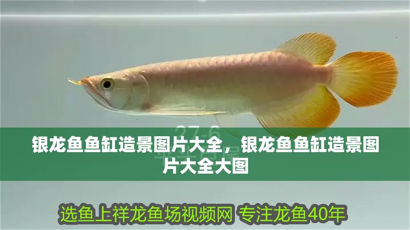 銀龍魚魚缸造景圖片大全，銀龍魚魚缸造景圖片大全大圖