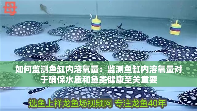 如何監測魚缸內溶氧量：監測魚缸內溶氧量對于確保水質和魚類健康至關重要
