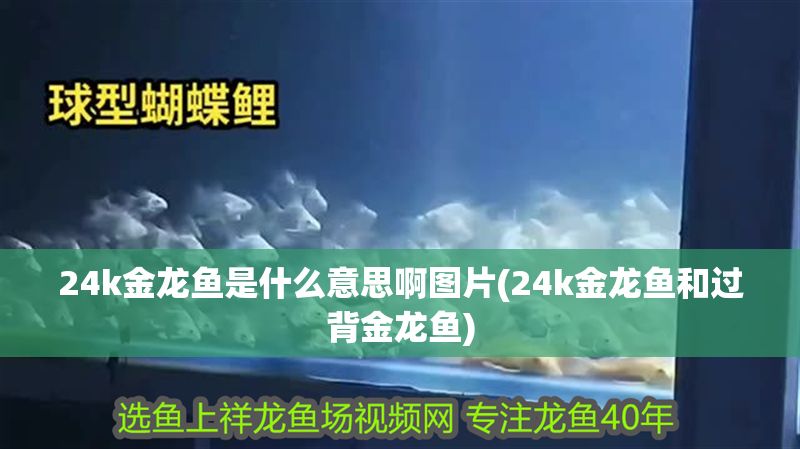 24k金龍魚是什么意思啊圖片(24k金龍魚和過背金龍魚)