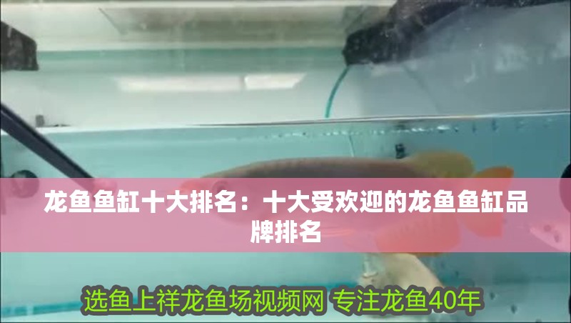 龍魚魚缸十大排名：十大受歡迎的龍魚魚缸品牌排名