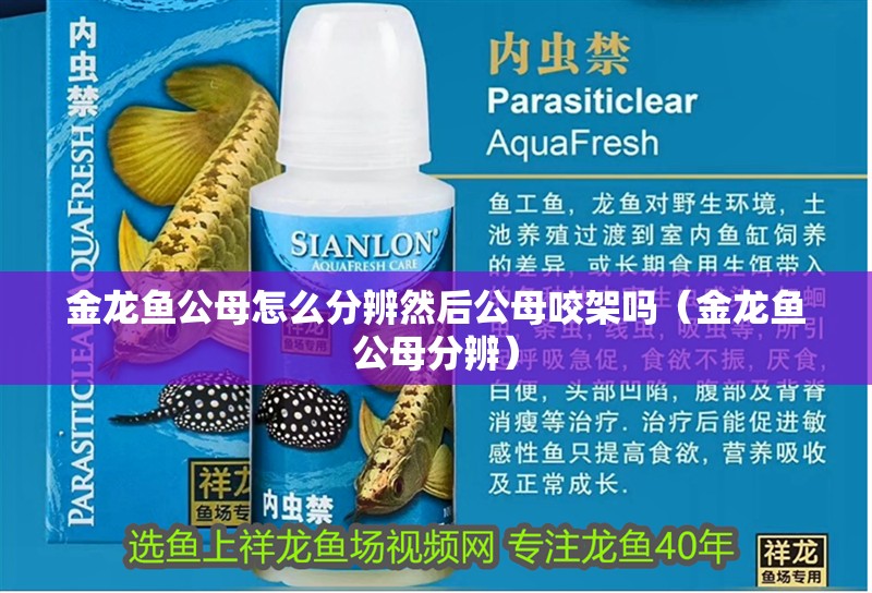 金龍魚公母怎么分辨然后公母咬架嗎（金龍魚公母分辨）