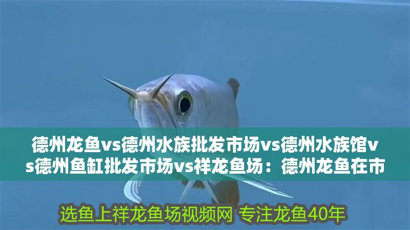 德州龍魚vs德州水族批發市場vs德州水族館vs德州魚缸批發市場vs祥龍魚場：德州龍魚在市場中的地位與作用