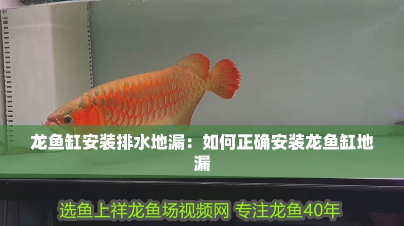 龍魚缸安裝排水地漏：如何正確安裝龍魚缸地漏