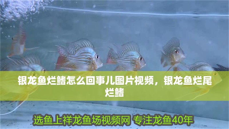 銀龍魚爛鰭怎么回事兒圖片視頻，銀龍魚爛尾爛鰭 銀龍魚爛鰭怎么回事兒圖片視頻，銀龍魚爛尾爛鰭 銀龍魚百科