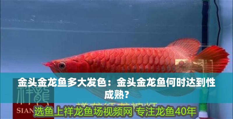 金頭金龍魚多大發(fā)色：金頭金龍魚何時達(dá)到性成熟？