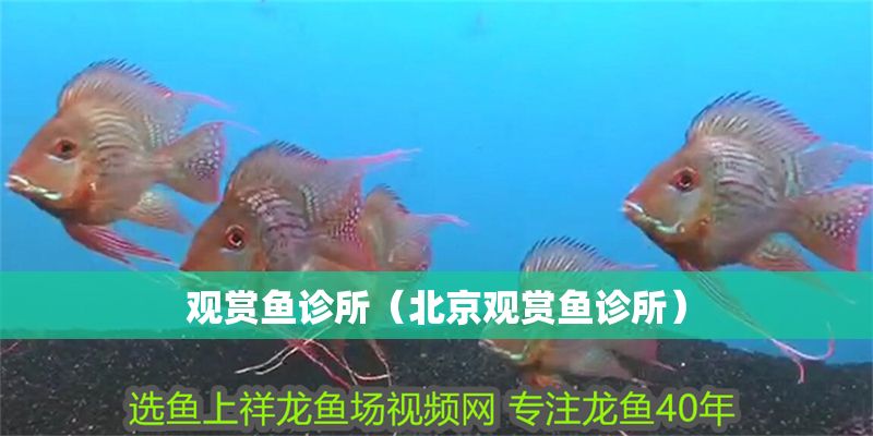 觀賞魚診所（北京觀賞魚診所） 觀賞魚診所（北京觀賞魚診所） 元寶鳳凰魚百科 第2張
