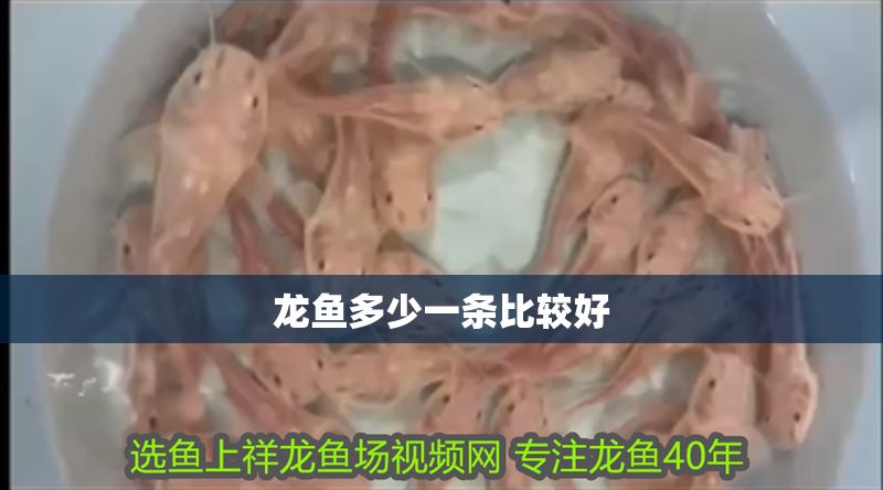 龍魚多少一條比較好