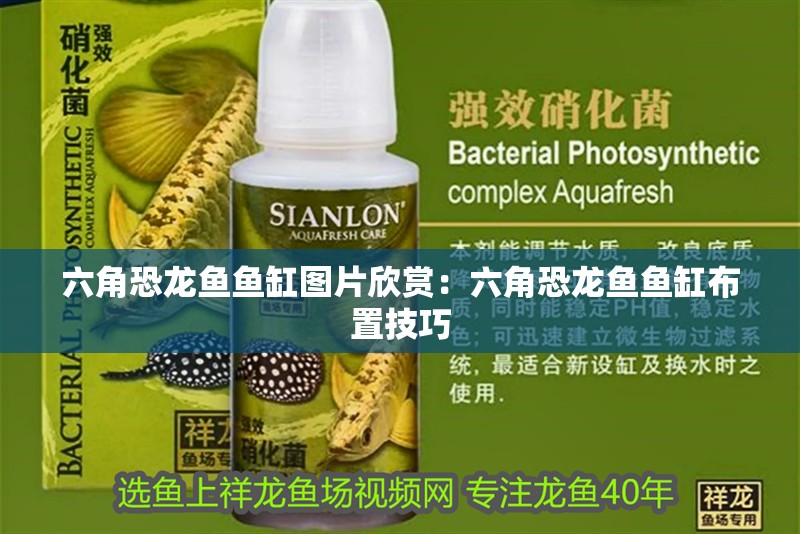 六角恐龍魚魚缸圖片欣賞：六角恐龍魚魚缸布置技巧