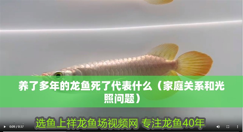 養了多年的龍魚死了代表什么（家庭關系和光照問題）