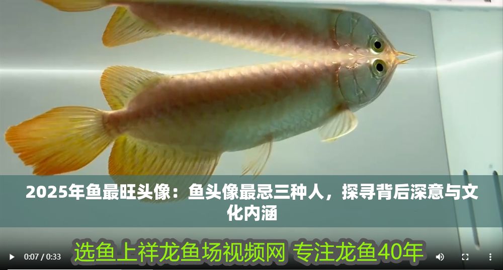 2025年魚最旺頭像：魚頭像最忌三種人，探尋背后深意與文化內涵