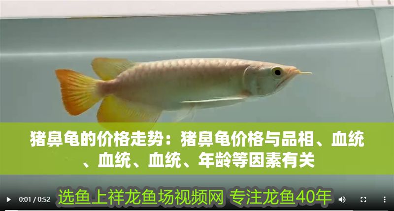 豬鼻龜?shù)膬r格走勢：豬鼻龜價格與品相、血統(tǒng)、血統(tǒng)、血統(tǒng)、年齡等因素有關(guān)