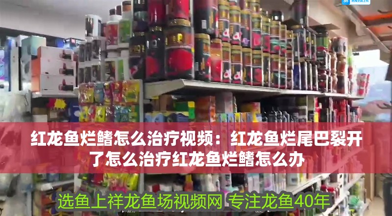 紅龍魚爛鰭怎么治療視頻：紅龍魚爛尾巴裂開了怎么治療紅龍魚爛鰭怎么辦