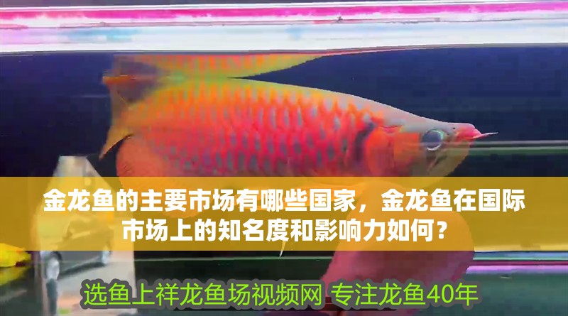 金龍魚的主要市場有哪些國家，金龍魚在國際市場上的知名度和影響力如何？