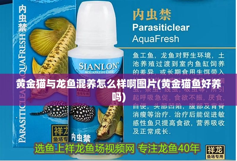 黃金貓與龍魚混養(yǎng)怎么樣啊圖片(黃金貓魚好養(yǎng)嗎)