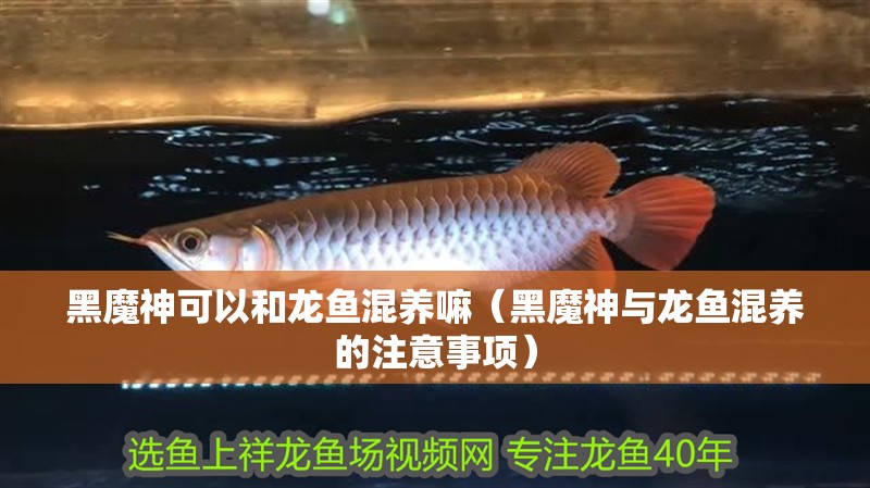 黑魔神可以和龍魚混養嘛（黑魔神與龍魚混養的注意事項）