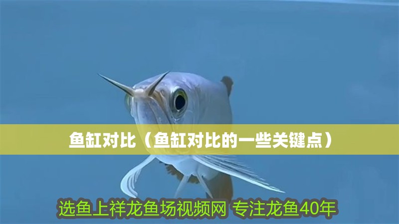 魚缸對比（魚缸對比的一些關鍵點）